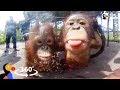 Orphaned Baby Orangutans Forest School in 360° | The Dodo VR