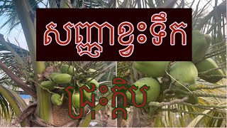 សញ្ញាខ្វះទឹកដូងក្រអូប#coconut #agriculture #farming