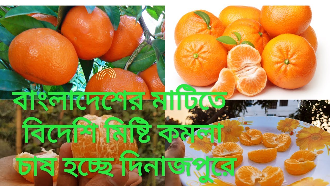 বাংলাদেশে চাষ হচ্ছে বিদেশি মিষ্টি কমলা Afourer Mandarin In Bangladesh