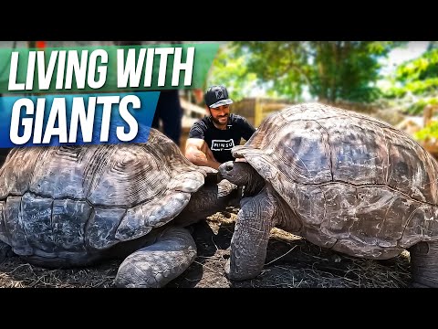 Living with Giant Aldabras!
