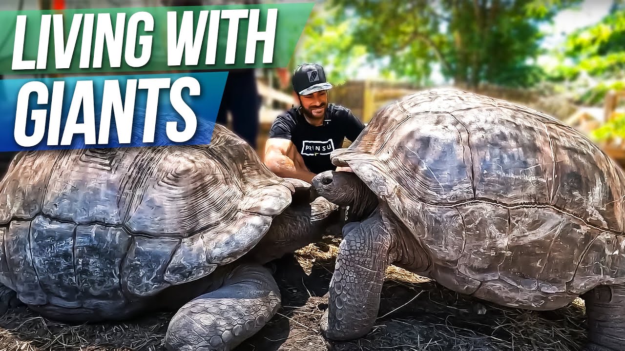 Жизнь с гигантскими альдабрами!