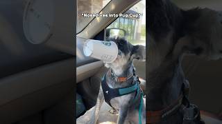 Schnauzer NOSEDIVES into Pup Cup #minischnauzer