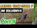 Cara Memulihkan Mental Burung Prenjak Kepala Merah | #Part2