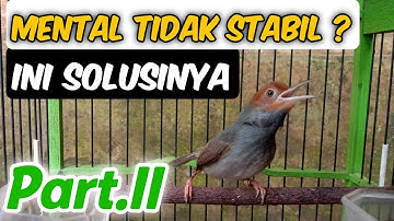 Cara Memulihkan Mental Burung Prenjak Kepala Merah | #Part2