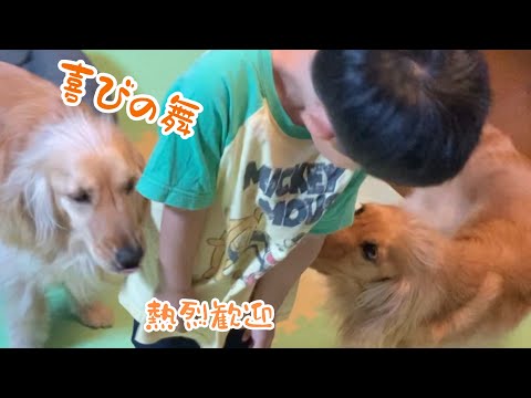 再会に大喜びでお出迎えする犬〜熱烈歓迎!【犬と子供】#Shorts
