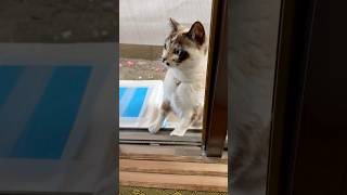 つくしを呼んできて！近所の猫に頼んでみたw