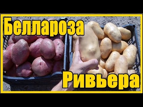 СУПЕР способ выращивания картофеля / Как вырастить ведро картофеля с куста все секреты