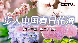 百花齐放！展现中国人与花相伴的传奇情缘！花朵带给中国人的从来不仅是那一份美感 更是对生活的体悟和热爱【CCTV纪录】