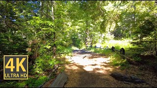 Serene Forest Vibes Nature Walk 4K (With Ambient Nature Sounds And Music)