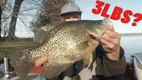 GIANT Spring Crappie-BEST DAY EVER