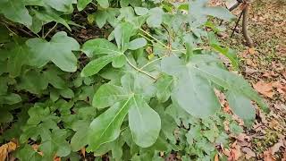 Liquidambar styraciflua 'Rotundiloba' ambroň západní