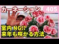 カーネーションもう枯らしません!! カーネーションの育て方  by 園芸チャンネル 園芸 ガーデニング 初心者