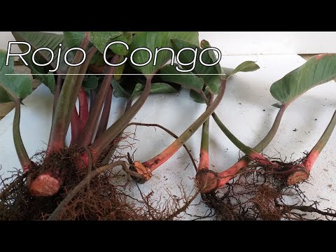 Видео: Congo Rojo Philodendron Грижа: Отглеждане на Philodendron Congo Rojo