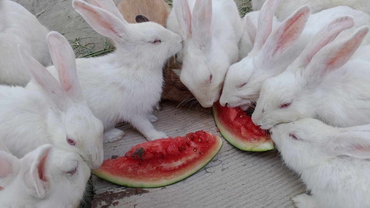 White Rabbit Watermelon Rabbits eating the watermelon 🍉 so cute bunnies || Village life ...