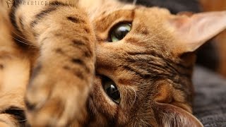 Бенгальская кошка Буся - Замедленная съемка / Bengal Cat Busya - Slow motion Бенгальская кошка Буся - Замедленная съемка / Bengal Cat Busya - Slow motion