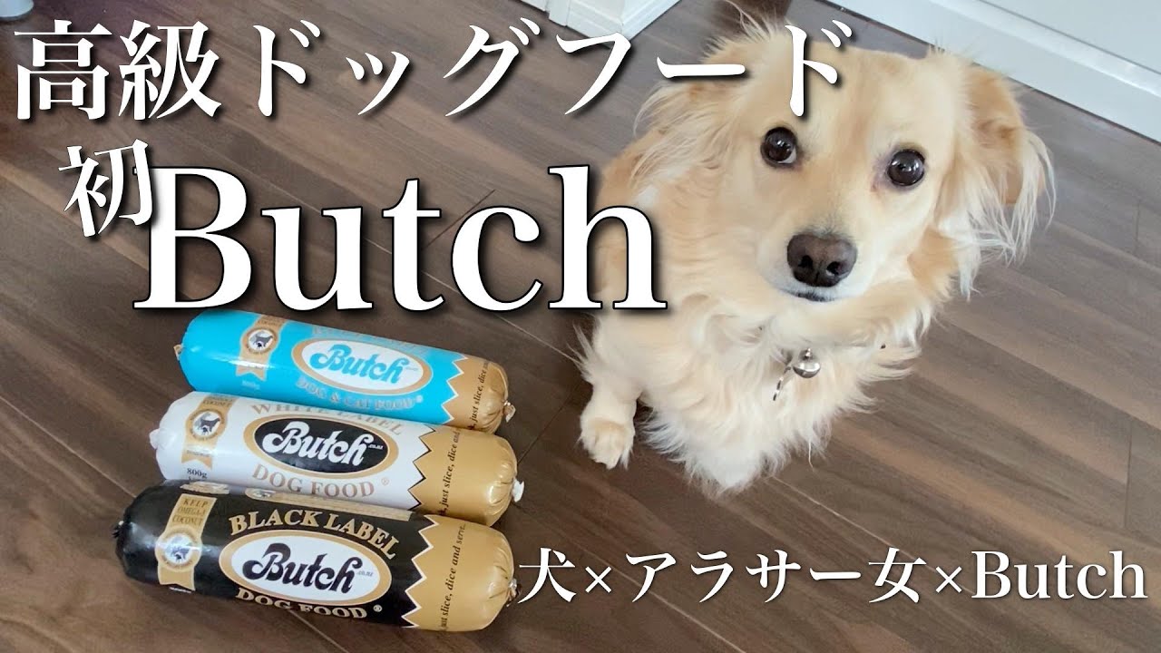 ついに高級ドッグフード Butch を食したチワックス Youtube ついに高級ドッグフード Butch を食したチワックス Youtube