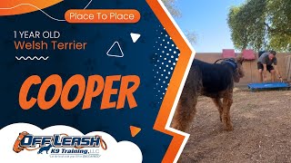 Cooper ~ 1yr Welsh Terrier ~ Best Welsh Terrier Trainers ~ Off Leash K9 Training Phoenix