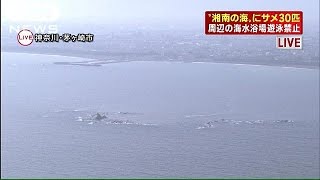 サメが湘南に・・・約30匹を海水浴場で確認、遊泳禁止に(15/08/14)