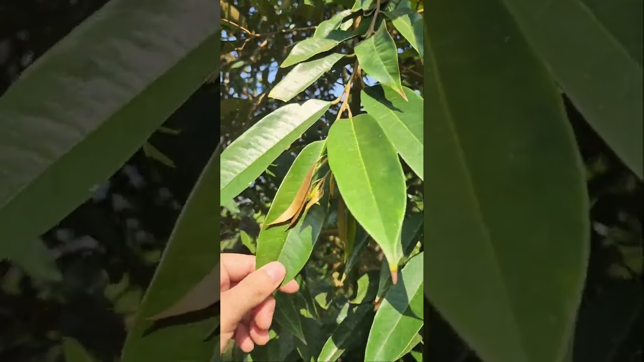 BỘ LÁ NHƯ THẾ NÀO THÌ SẼ VỀ GIÀ KỊP KHI XỔ NHỤY. 0918 456 457- 0375 456 457