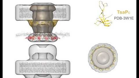 Process of building a working model of the type IV pilus machine