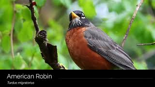 American Robin