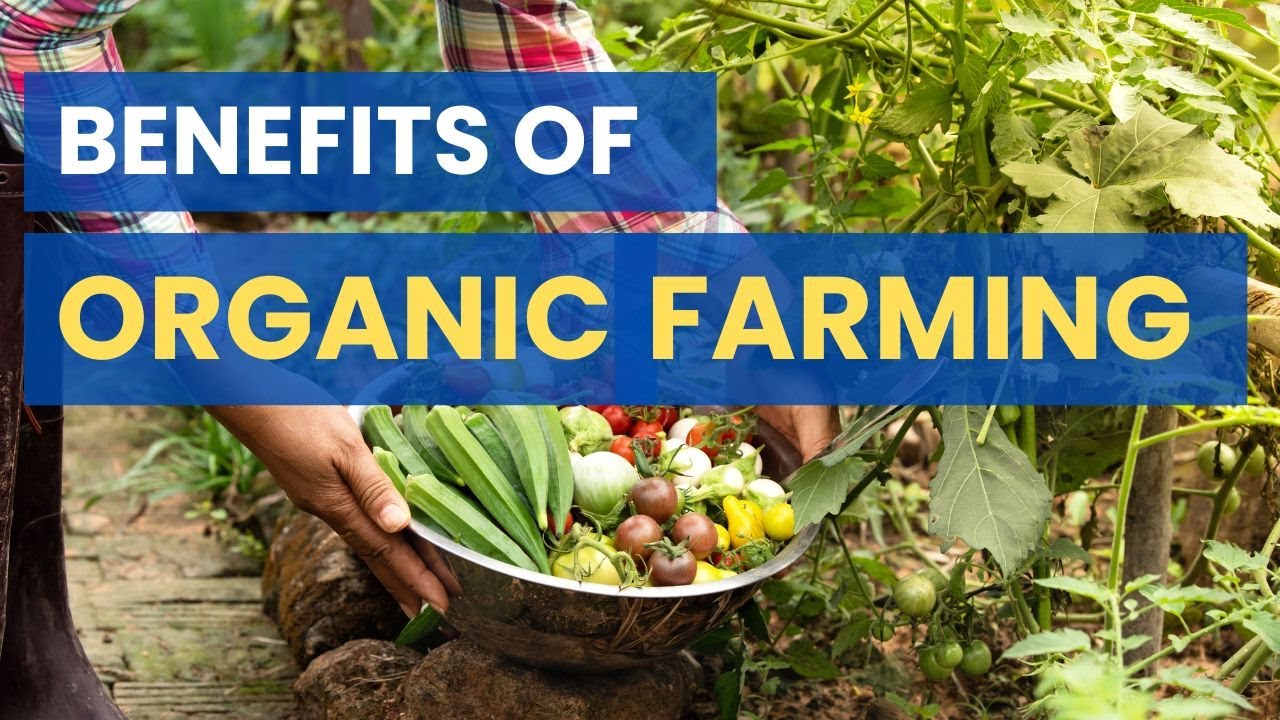 Why Organic Farming Is Important YouTube why-organic-farming-is-important-youtube