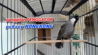 Poksay hongkong jantanmu Pasti sekejap nyaut Gacor #poksayhongkongbetina #poksayhongkong