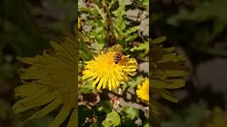 Ligustica Biene mit Pollenhöschen, Löwenzahn #beekeeper #imkern #bienen