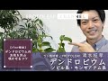 【プロが解説】デンドロビウム・ノビル系とキンギアナム系を沢山咲かせるコツ