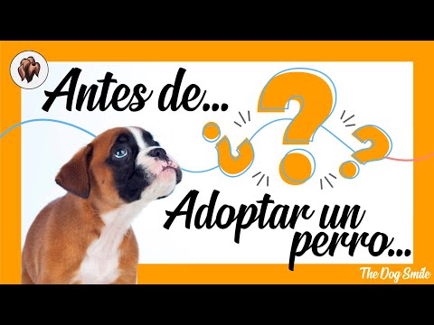 Video: Perro Adoptable del Mes - Bessi