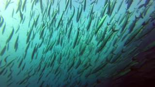 Dive at Cousin's Rock, Galapagos