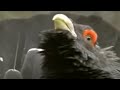 The capercaillie bird defends its territory - David Attenborough  - BBC wildlife