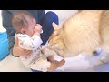 泣いている赤ちゃんに駆け寄って笑顔に変えてくれるハスキー犬が頼もし過ぎました...