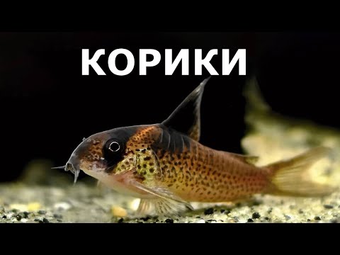 Коридорасы, крапчатые сомики и все о них: содержание, уход, виды, кормление.