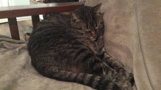 Nala Nap Time 😴 Profile