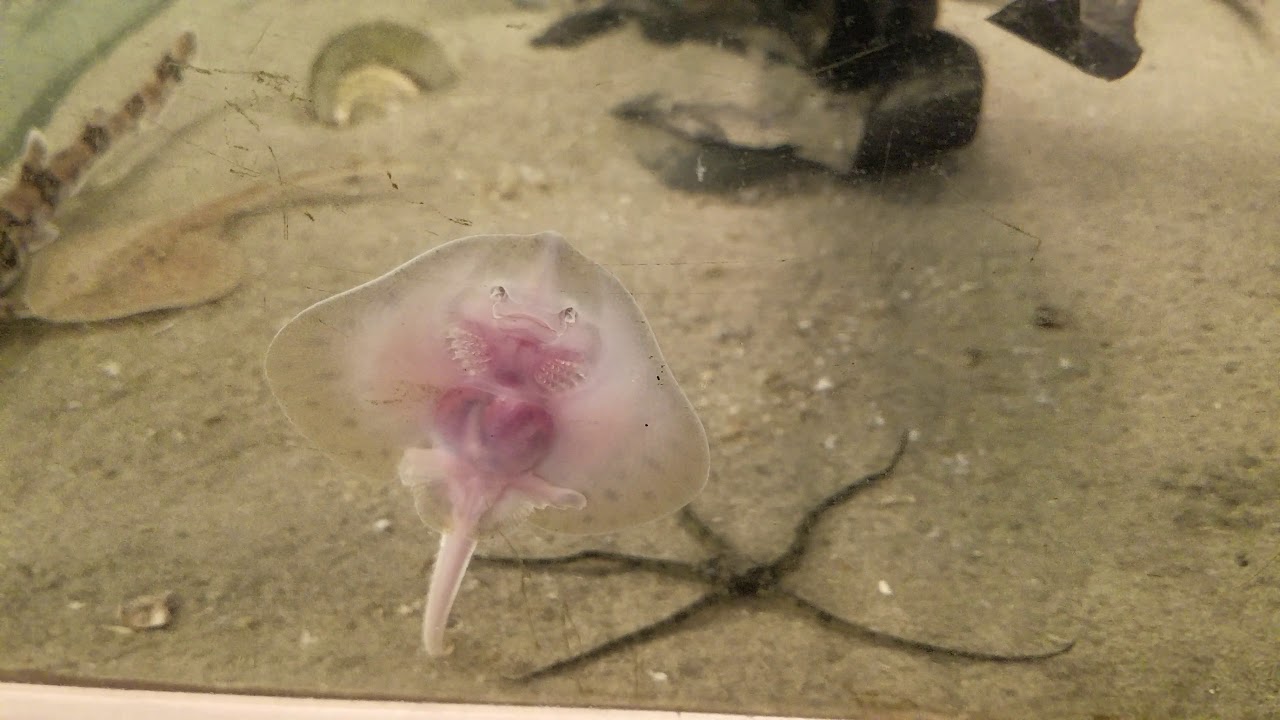 Brittle Star Moving YouTube