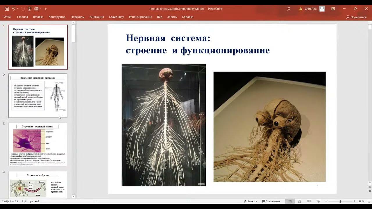 Презентация по биологии Нервная система