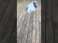 Shark puppets brother splats in slow motion