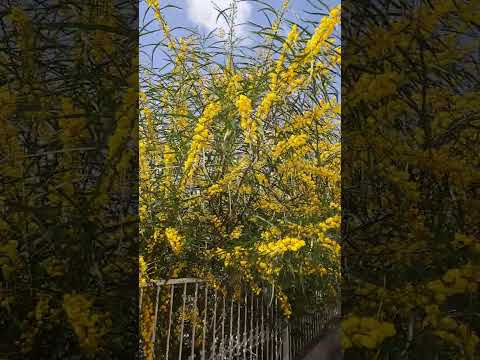 Israel Flora --