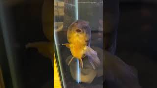 Ranchu Goldfish