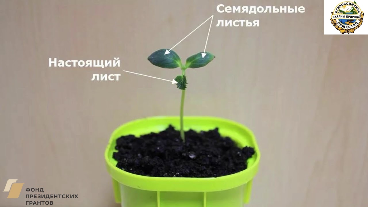 Листья зернобобовых культур перистые. Что такое семядольные листочки у помидор. Что такое семядольные листочки у перца. Настоящие и семядольные листья. Что такое семядольные листочки у перца.