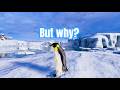 nihilist penguin meme - Mountain Penguin in 360° Video | VR | ( But Why? Penguin meme )