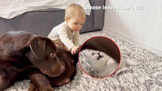 Kitten Attacks and Adorable Baby Protects His Retriever!