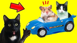 Gato vs auto para hamster con gatos graciosos Luna y Estrella y mi perro / Videos de gatitos