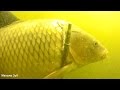 подводная охота на сазана на реке Днепр.Spearfishing carp.