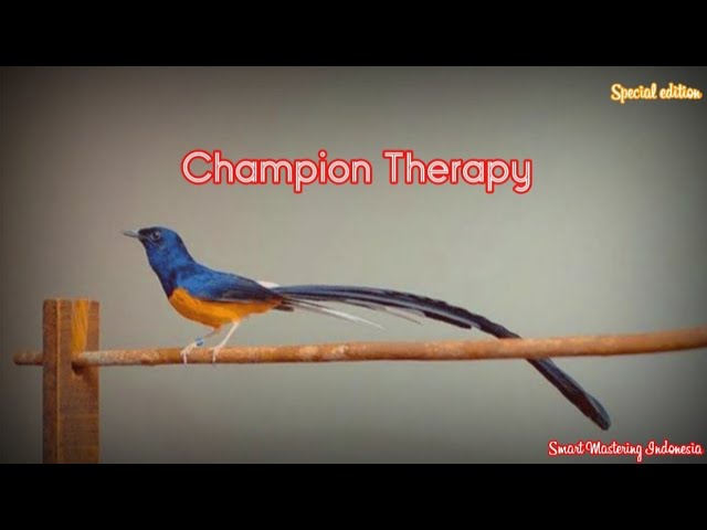 Smart Mastering - Champion Therapy (for White Rumped Shama/Murai Batu) class=