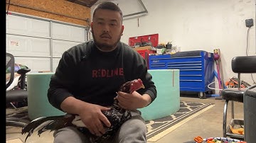 Qaib - answer big bird