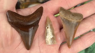 Hunting for Artifacts and Megalodon Teeth in Florida!