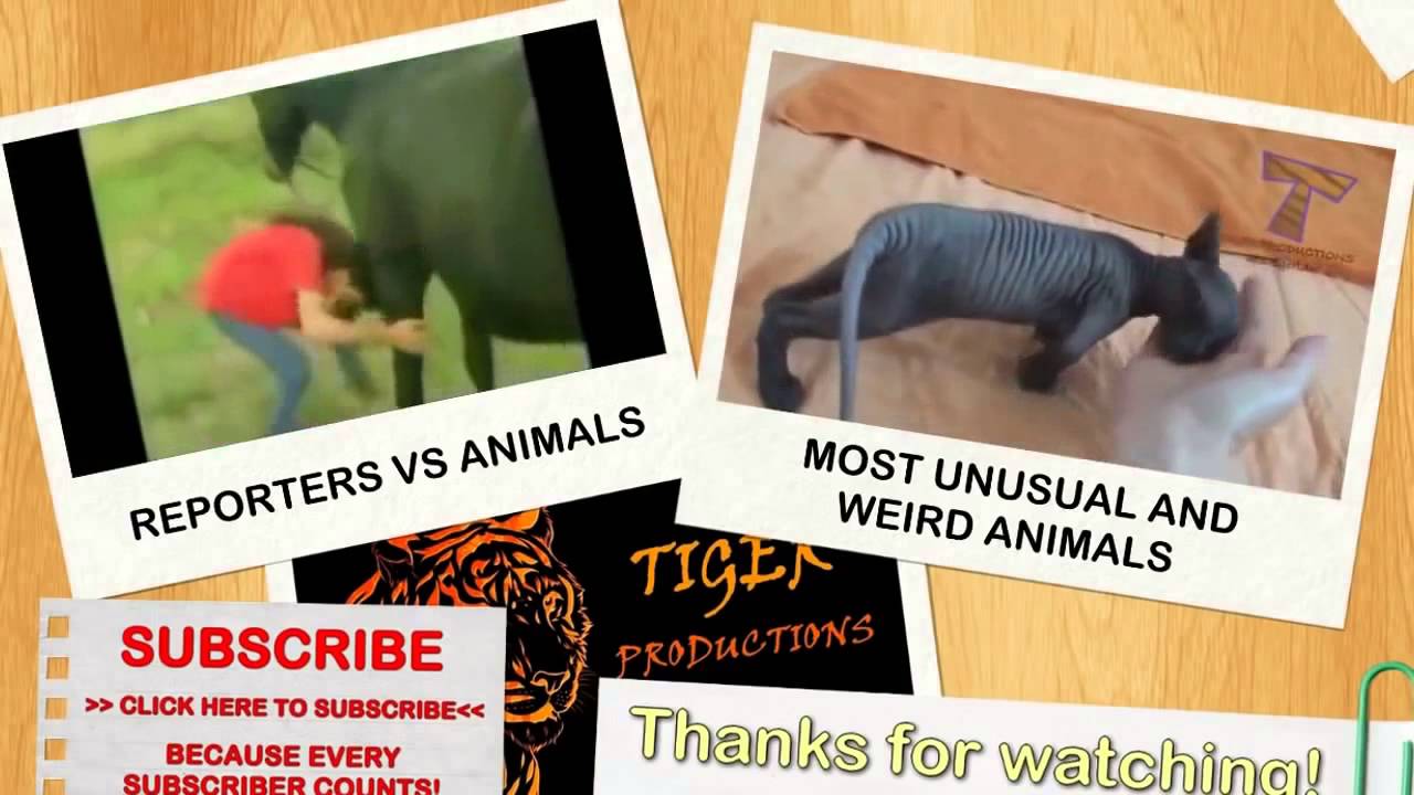 Cute babies and dogs playing together Funny baby &amp; dog compilation