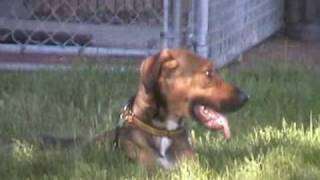 Zuri--ADOPTED!!